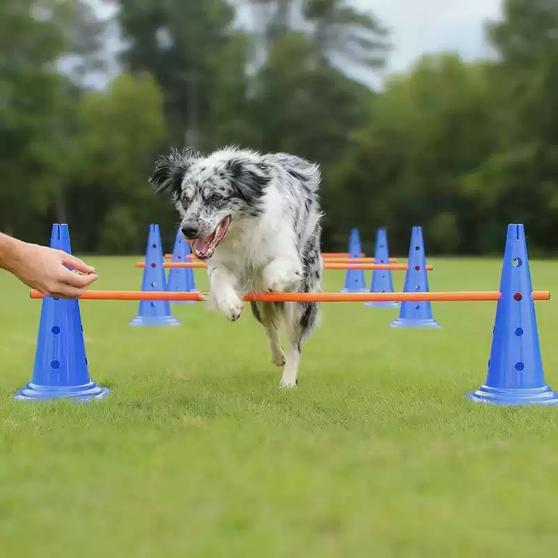 30CM Köpek Çeviklik Engel Seti - Agility Hurdle Set incelemesi ve fiyatı