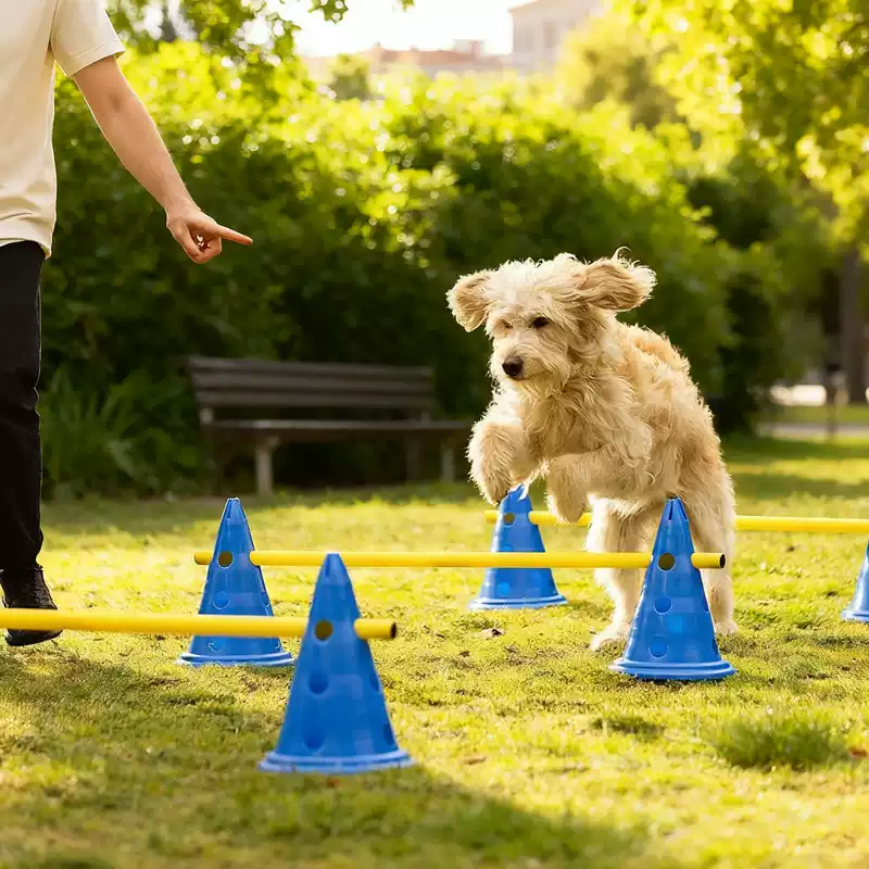 30CM Köpek Çeviklik Engel Seti - Agility Hurdle Set incelemesi ve fiyatı